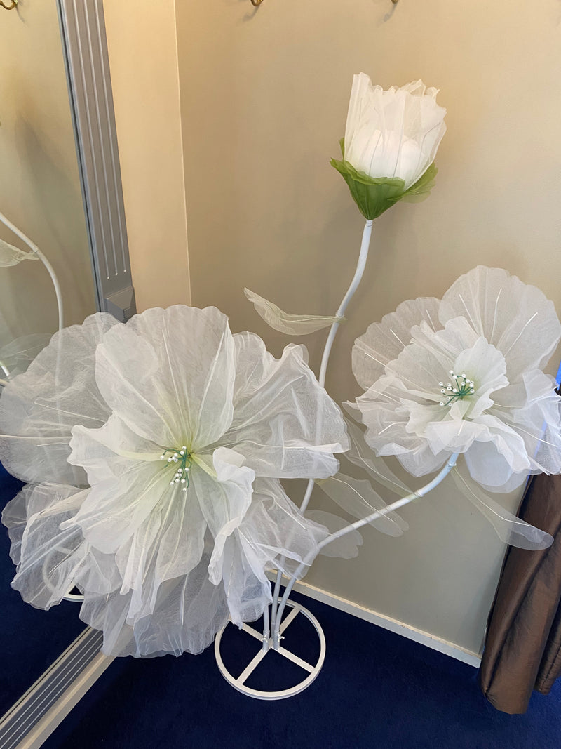 Giant Poppy - White